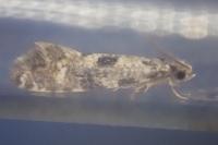 Nemapogon ruricolellus