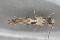 Nemapogon ruricolellus
