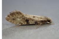 Nemapogon gliriellus