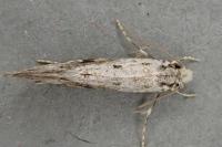 Nemapogon gliriellus
