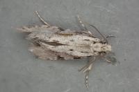 Nemapogon gliriellus