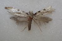 Nemapogon gliriellus