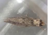Niditinea fuscella