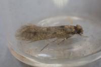 Niditinea fuscella