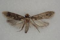 Niditinea fuscella