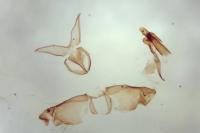 Niditinea fuscella