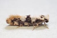 Infurcitinea atrifasciella