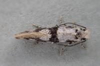 Infurcitinea atrifasciella