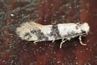 Infurcitinea atrifasciella
