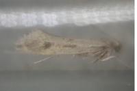 Tinea pellionella