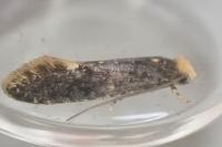 Monopis weaverella