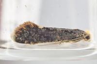 Monopis weaverella