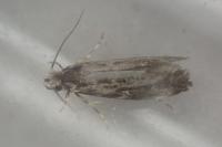 Dryadaula heindeli