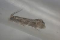 Dryadaula heindeli