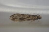 Dryadaula heindeli