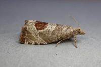 Notocelia uddmanniana