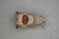 Notocelia uddmanniana