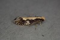 Monopis obviella
