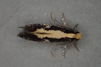 Monopis obviella