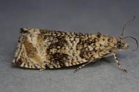 Celypha lacunana