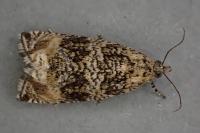Celypha lacunana