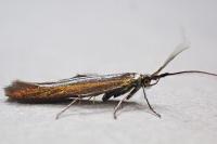 Coleophora deauratella