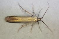 Coleophora deauratella