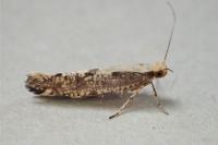 Argyresthia conjugella