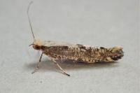 Argyresthia conjugella