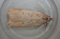 Dichomeris limosella