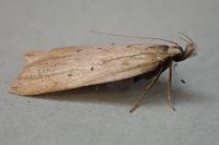 Dichomeris limosella