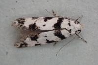 Pseudotelphusa scalella