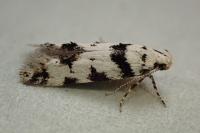 Pseudotelphusa scalella