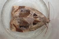 Archips crataegana