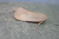 Opostega salaciella