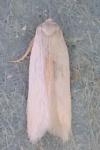 Opostega salaciella