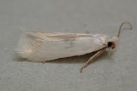 Opostega salaciella