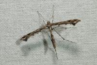 Amblyptilia acanthadactyla