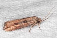 Bactra venosana
