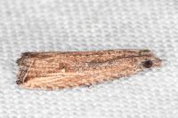 Bactra venosana
