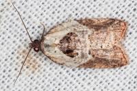 Acleris variegana