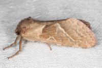 Triodia sylvina