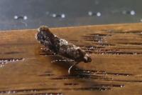 Acrolepia autumnitella