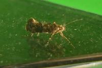 Acrolepia autumnitella