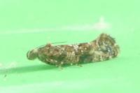 Acrolepia autumnitella