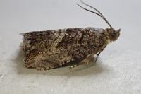 Cydia fagiglandana
