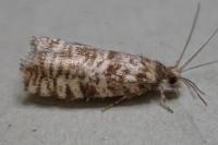 Epinotia tedella