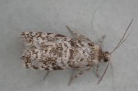 Epinotia tedella