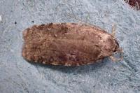Agonopterix purpurea