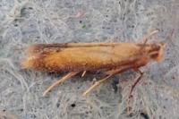 Coptotriche marginea